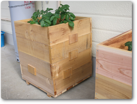 ジャヤガイモの木箱栽培